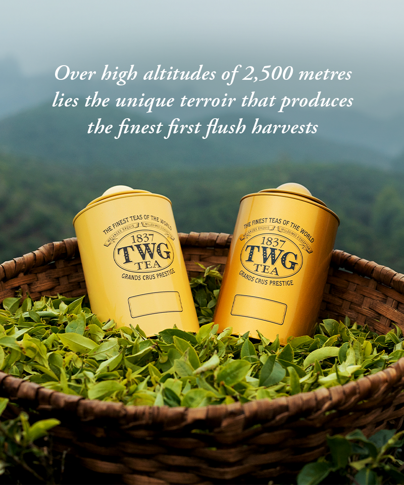 TWG Tea Online Boutique | Shop Luxury Teas & Accessories | TWG 