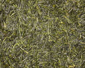 Sencha Nouveau 2019